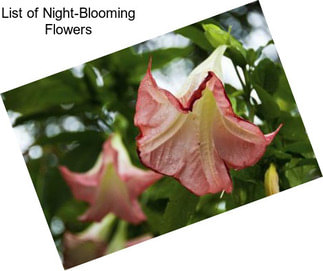 List of Night-Blooming Flowers