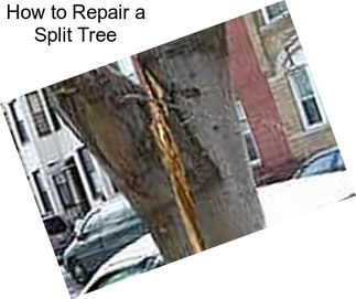 How to Repair a Split Tree