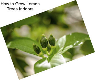 How to Grow Lemon Trees Indoors