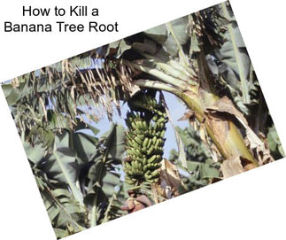 How to Kill a Banana Tree Root