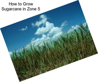 How to Grow Sugarcane in Zone 5