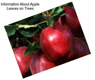 Information About Apple Leaves on Trees