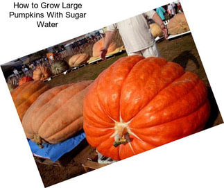 How to Grow Large Pumpkins With Sugar Water