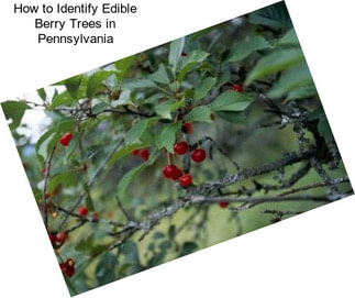 How to Identify Edible Berry Trees in Pennsylvania