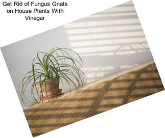 Get Rid of Fungus Gnats on House Plants With Vinegar