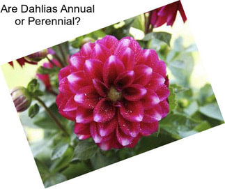 Are Dahlias Annual or Perennial?