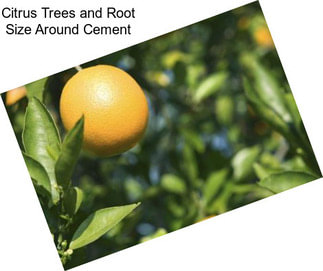 Citrus Trees and Root Size Around Cement