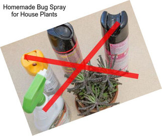 Homemade Bug Spray for House Plants