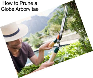 How to Prune a Globe Arborvitae