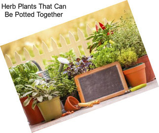Herb Plants That Can Be Potted Together