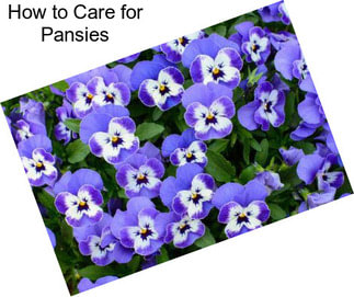 How to Care for Pansies