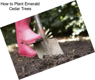 How to Plant Emerald Cedar Trees