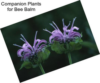 Companion Plants for Bee Balm