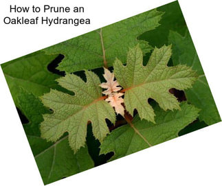 How to Prune an Oakleaf Hydrangea