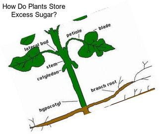 How Do Plants Store Excess Sugar?