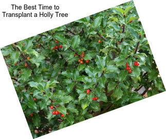 The Best Time to Transplant a Holly Tree