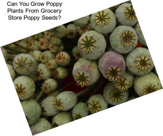 Can You Grow Poppy Plants From Grocery Store Poppy Seeds?