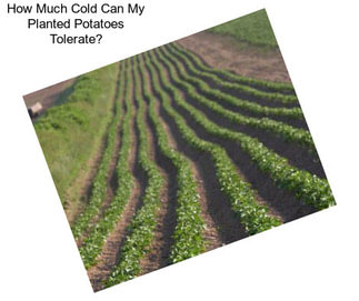 How Much Cold Can My Planted Potatoes Tolerate?