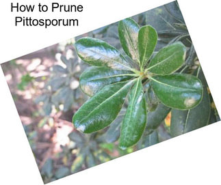 How to Prune Pittosporum