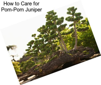 How to Care for Pom-Pom Juniper