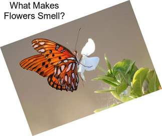 What Makes Flowers Smell?