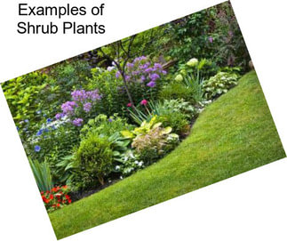 Examples of Shrub Plants