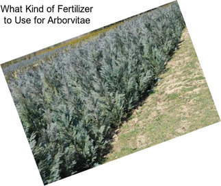 What Kind of Fertilizer to Use for Arborvitae