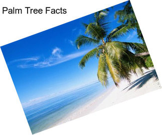 Palm Tree Facts