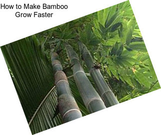 How to Make Bamboo Grow Faster