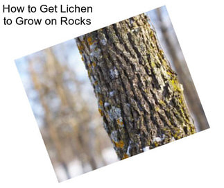 How to Get Lichen to Grow on Rocks