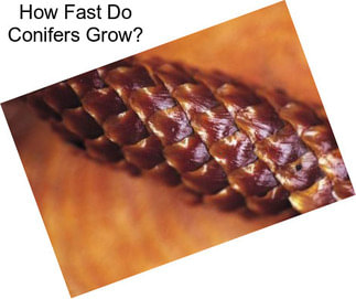 How Fast Do Conifers Grow?