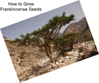 How to Grow Frankincense Seeds