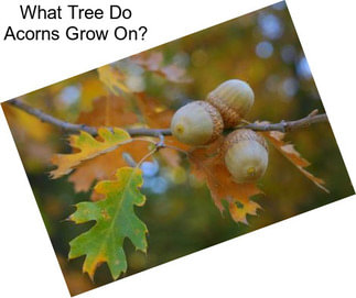 What Tree Do Acorns Grow On?