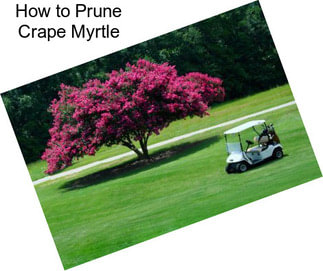 How to Prune Crape Myrtle