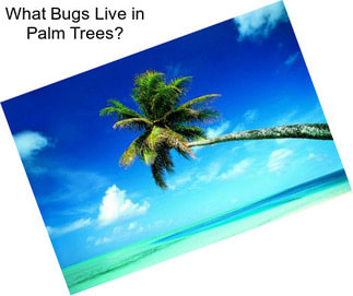 What Bugs Live in Palm Trees?