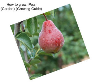 How to grow: Pear (Cordon) (Growing Guide)