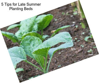 5 Tips for Late Summer Planting Beds