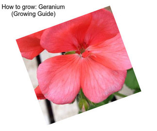 How to grow: Geranium (Growing Guide)