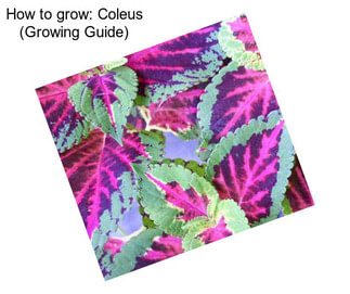 How to grow: Coleus (Growing Guide)