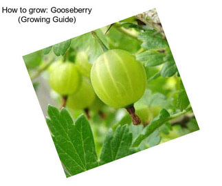 How to grow: Gooseberry (Growing Guide)