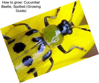 How to grow: Cucumber Beetle, Spotted (Growing Guide)