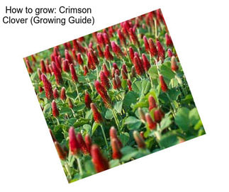 How to grow: Crimson Clover (Growing Guide)