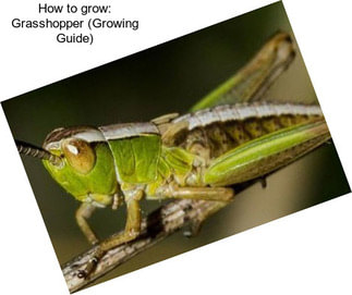 How to grow: Grasshopper (Growing Guide)