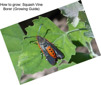 How to grow: Squash Vine Borer (Growing Guide)