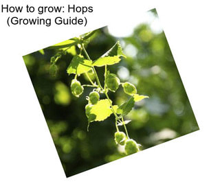 How to grow: Hops (Growing Guide)