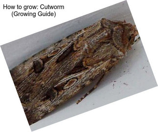 How to grow: Cutworm (Growing Guide)