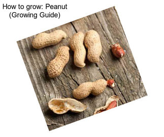 How to grow: Peanut (Growing Guide)
