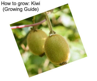 How to grow: Kiwi (Growing Guide)