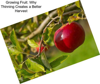 Growing Fruit: Why Thinning Creates a Better Harvest