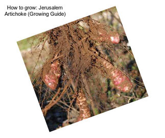 How to grow: Jerusalem Artichoke (Growing Guide)